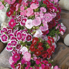 Sweet William Wee Willie