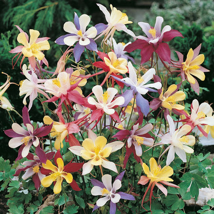 Aquilegia Mckana Long Spurred Hybrids