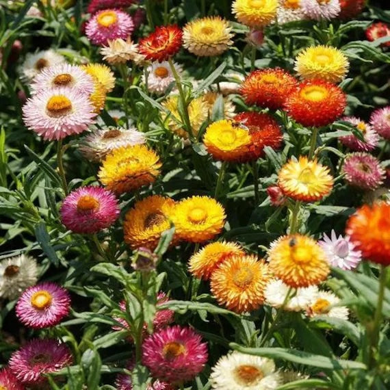 Helichrysum Straw Flower King Size Mix