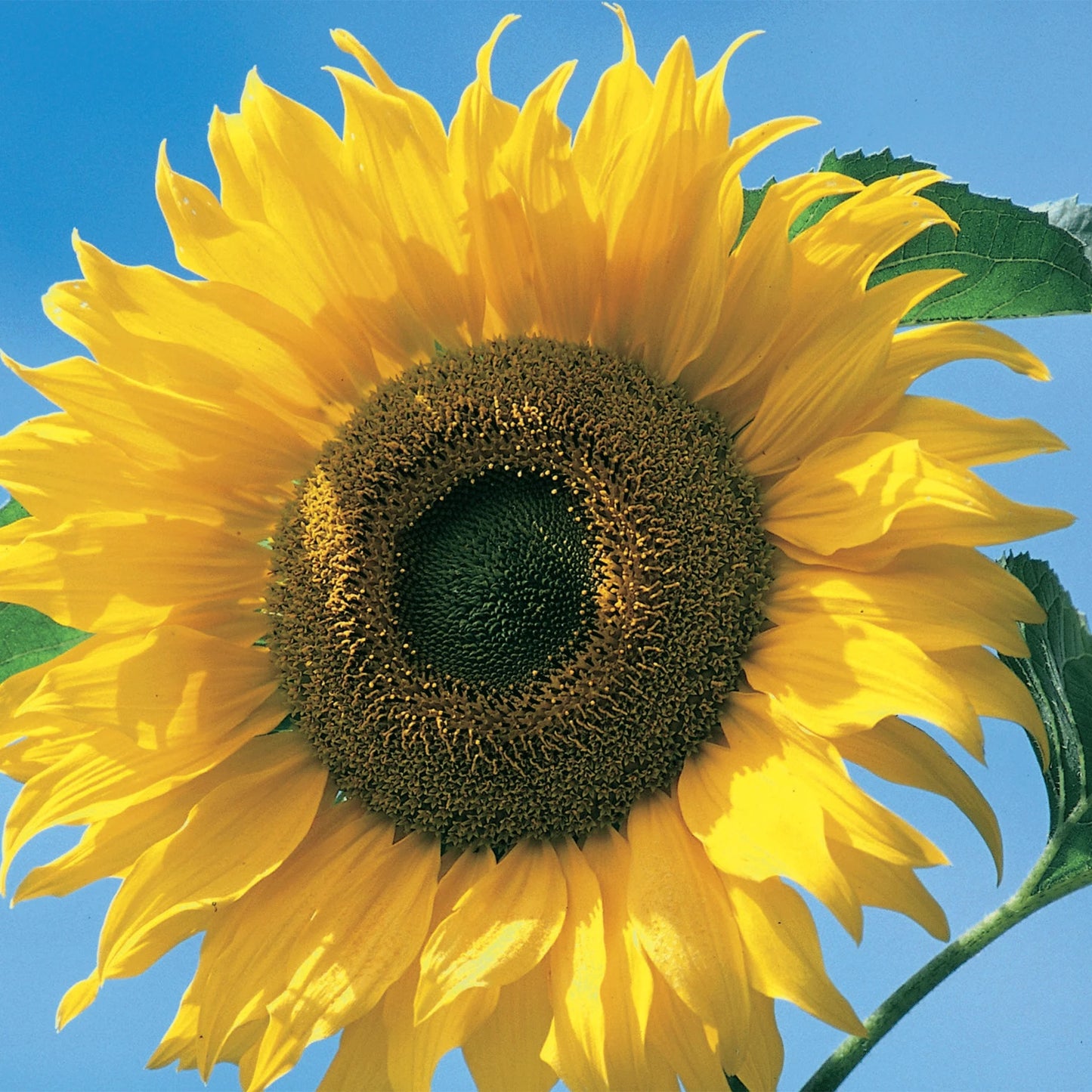 Sunflower American Giant F1