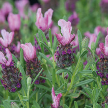 Lavender Bandera Deep Pink