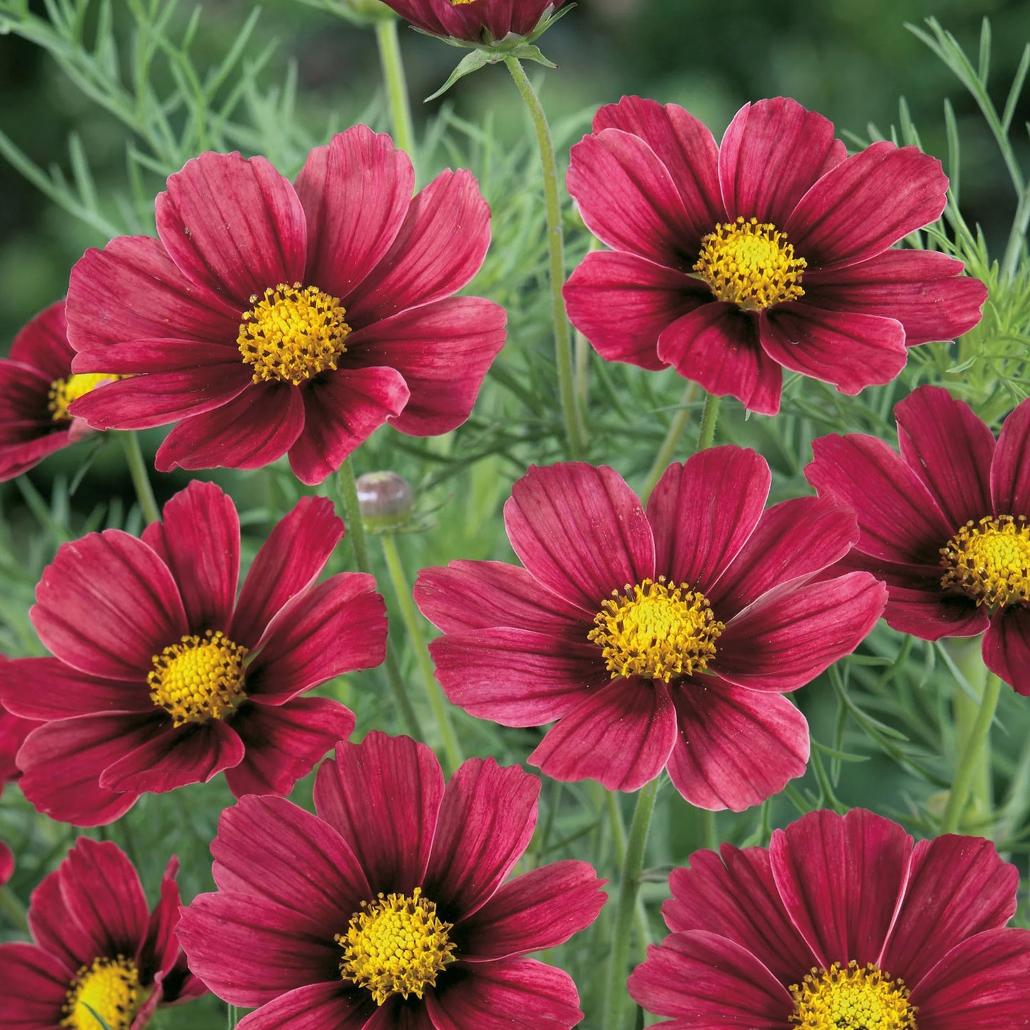 Unwins Sunset Tone Seed Bundle