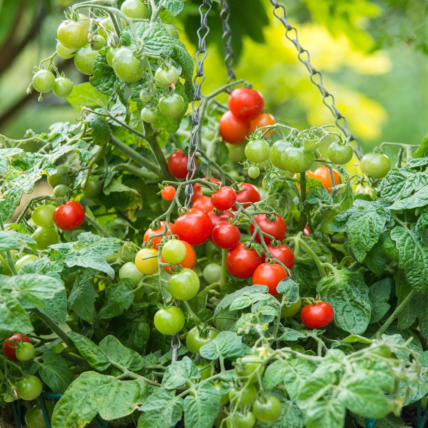 Tomato (Cherry) Bitonto F1