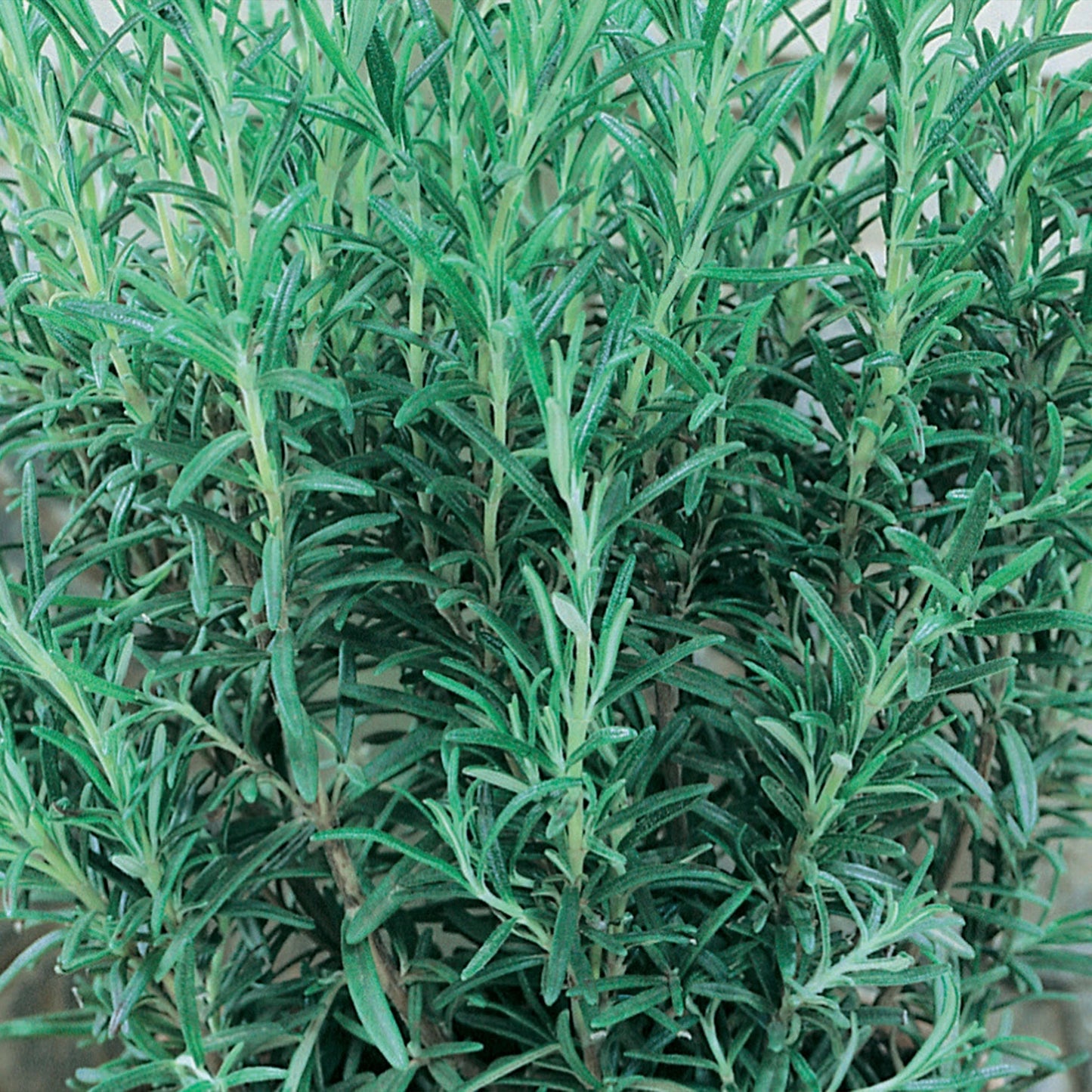Herb Rosemary