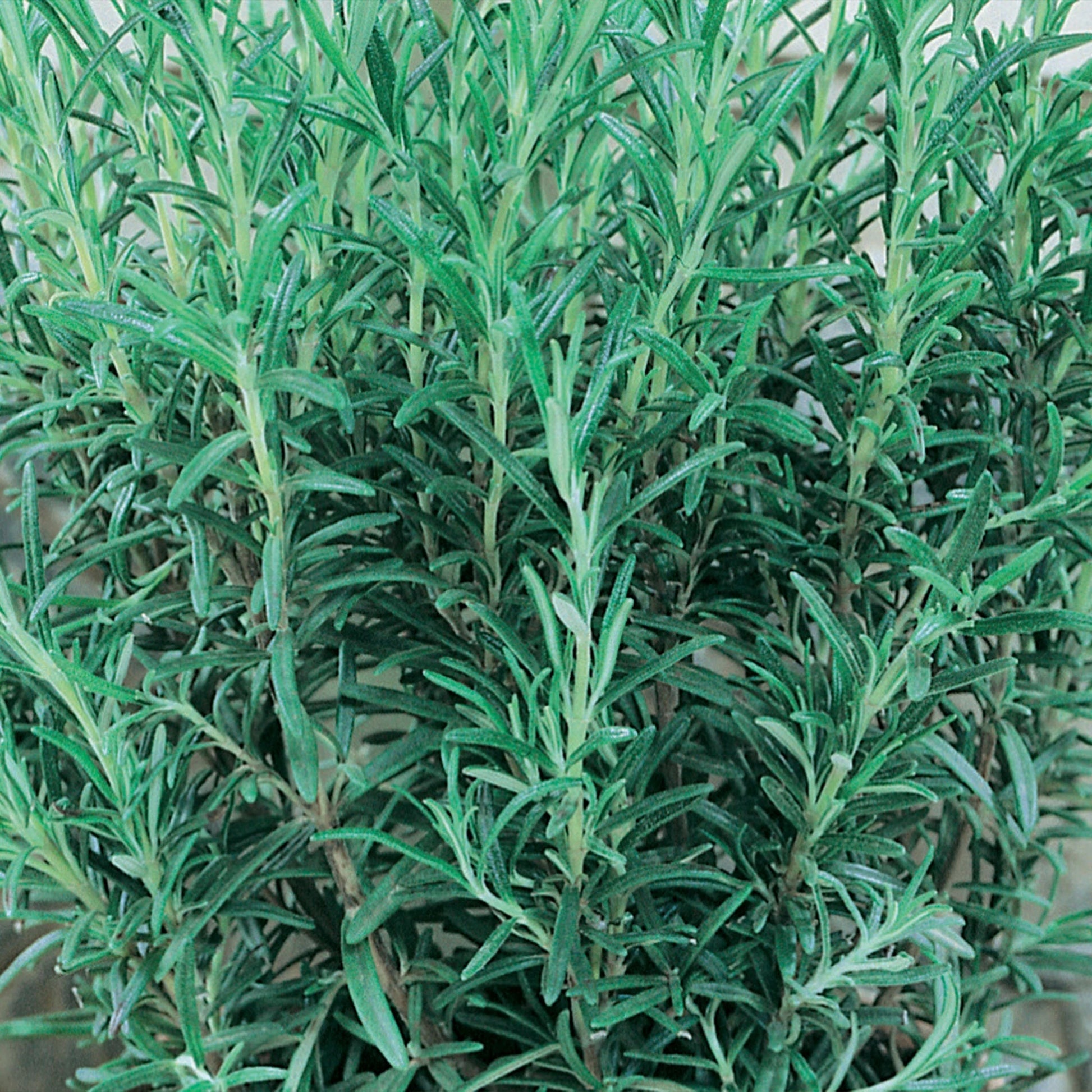 Herb Rosemary