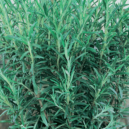 Herb Rosemary