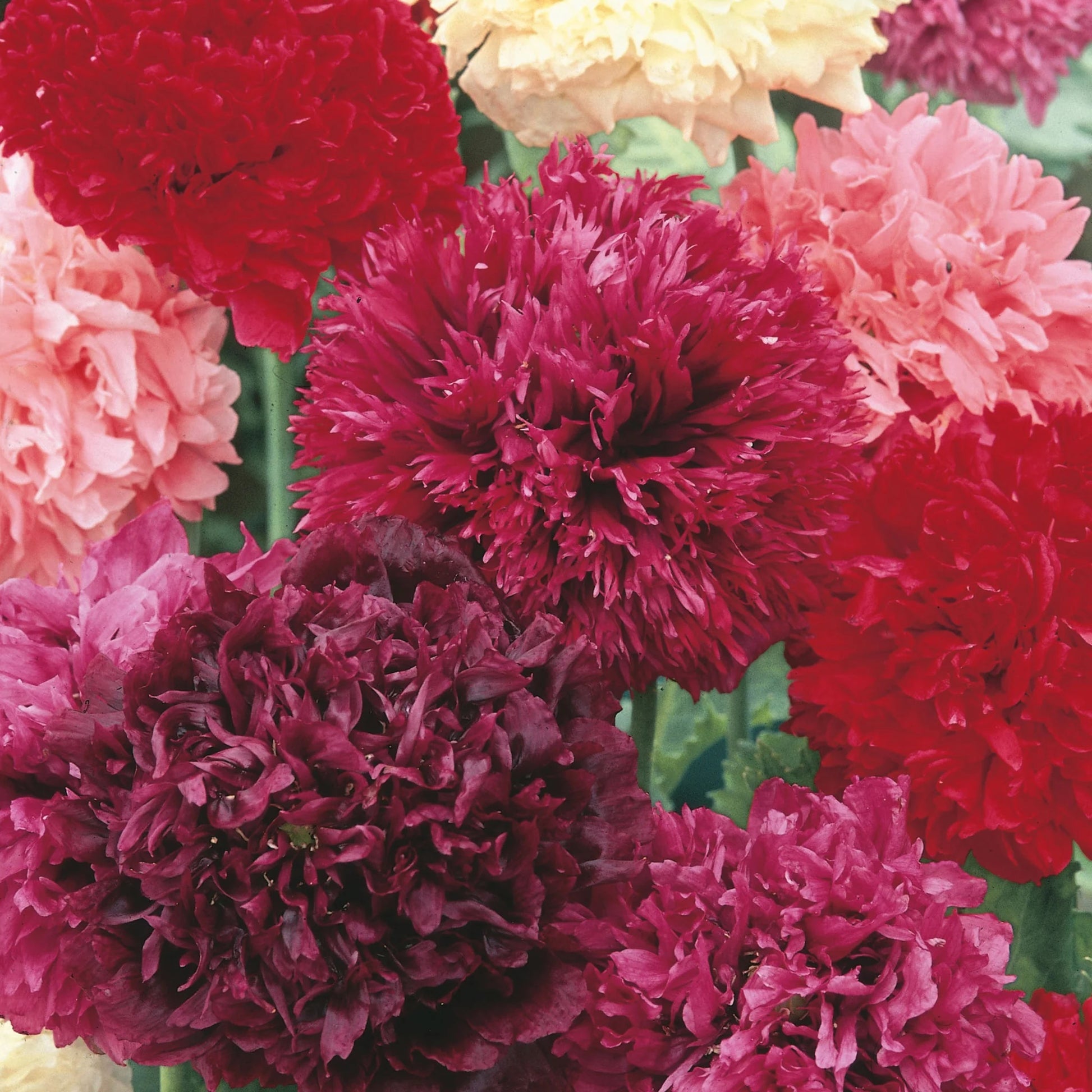 Unwins Scented Garden Seed Bundle