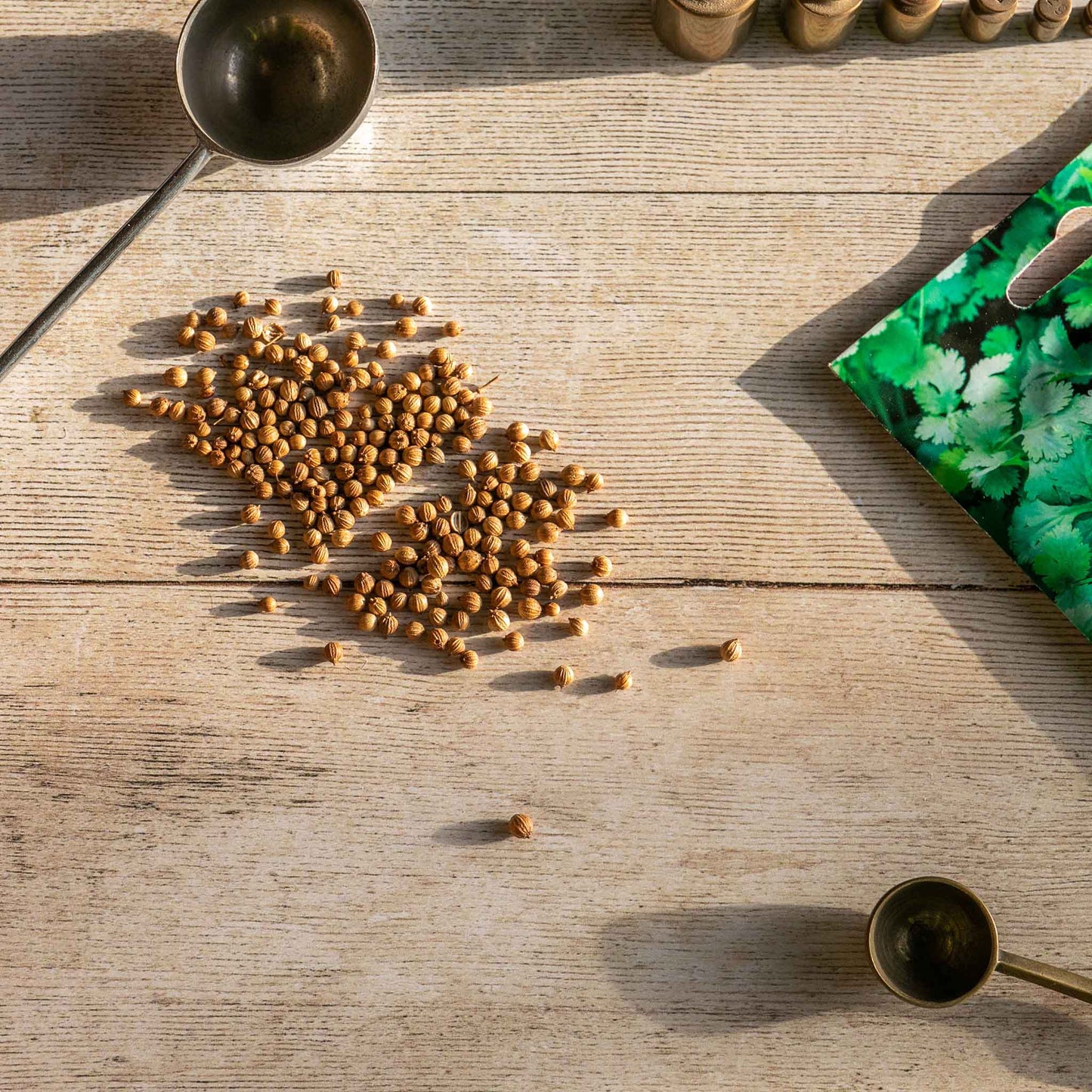 Herb Coriander Fine Leaved