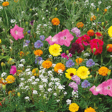Annual Flowers Unwins Container Mix