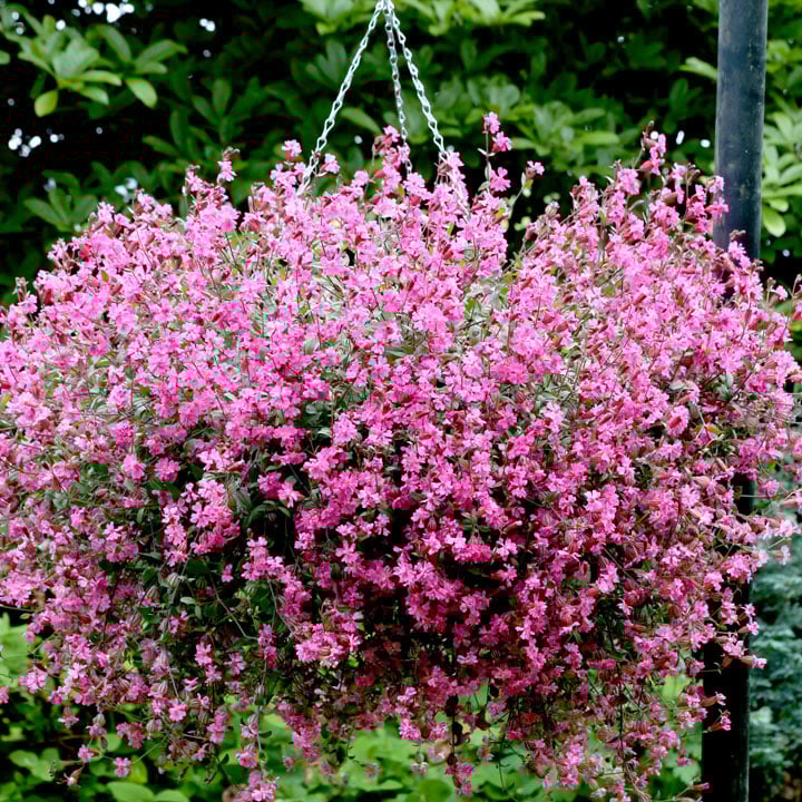 Silene Sibella Carmine