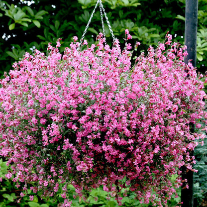 Silene Sibella Carmine