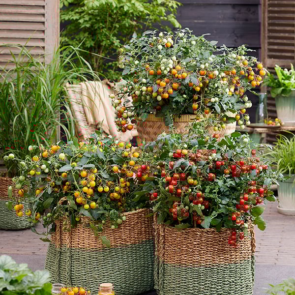 Tomato Tiny Temptations Mix