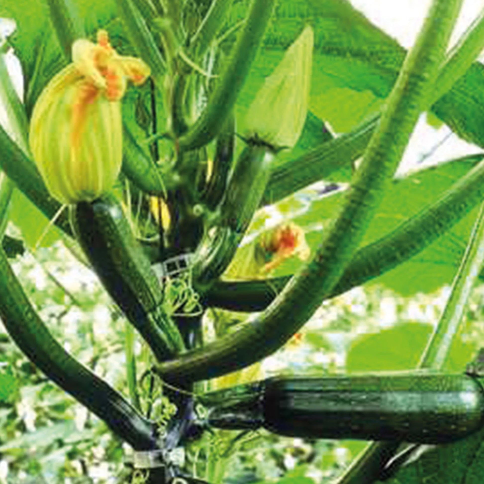 Courgette Black Forest F1