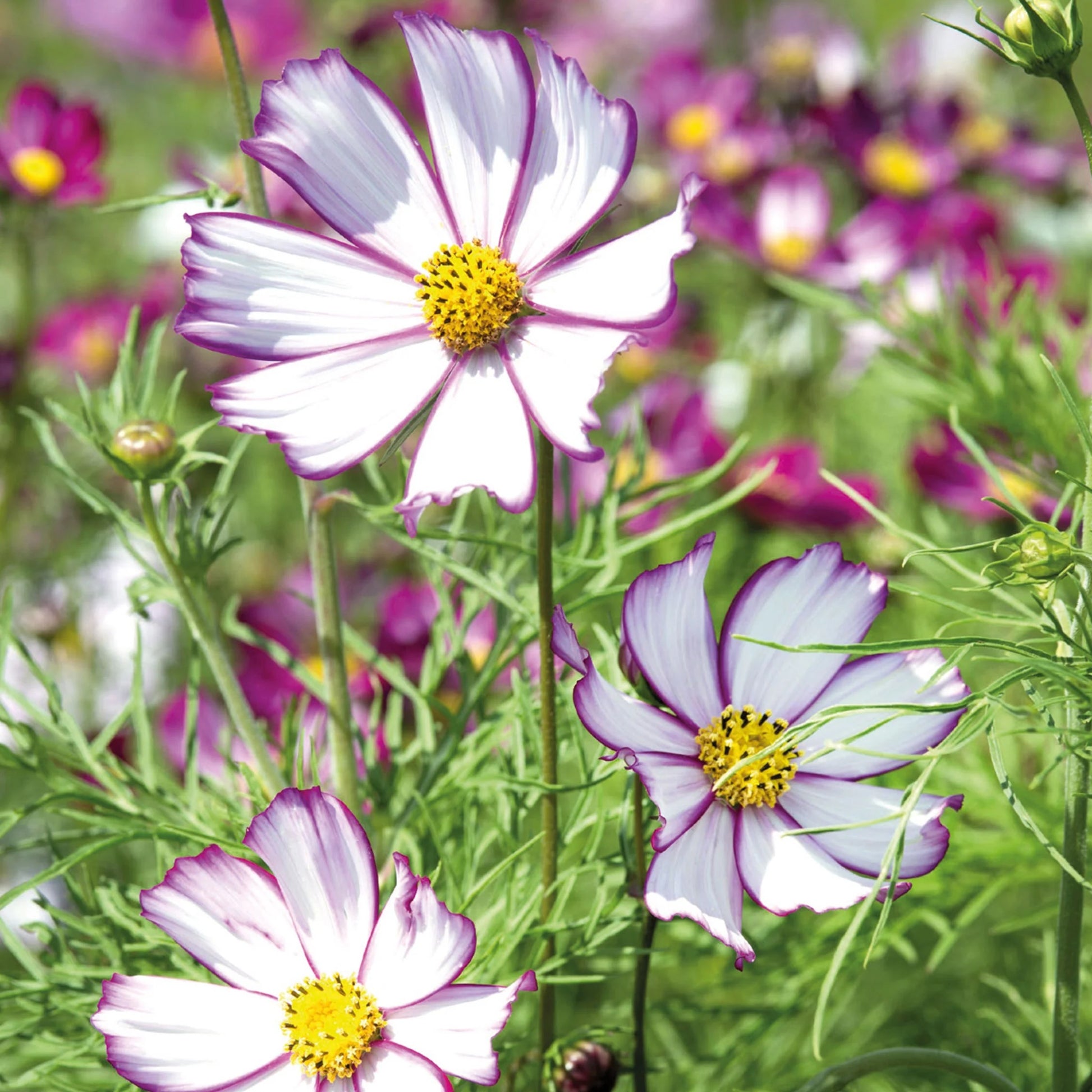 Unwins Cosmos Pink Seed Bundle