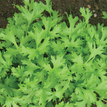 Herb Coriander Calypso