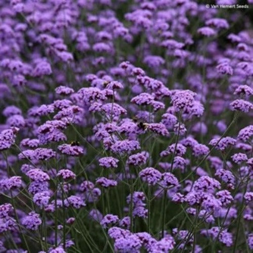 Verbena bonariensis Vanity
