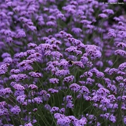 Verbena bonariensis Vanity