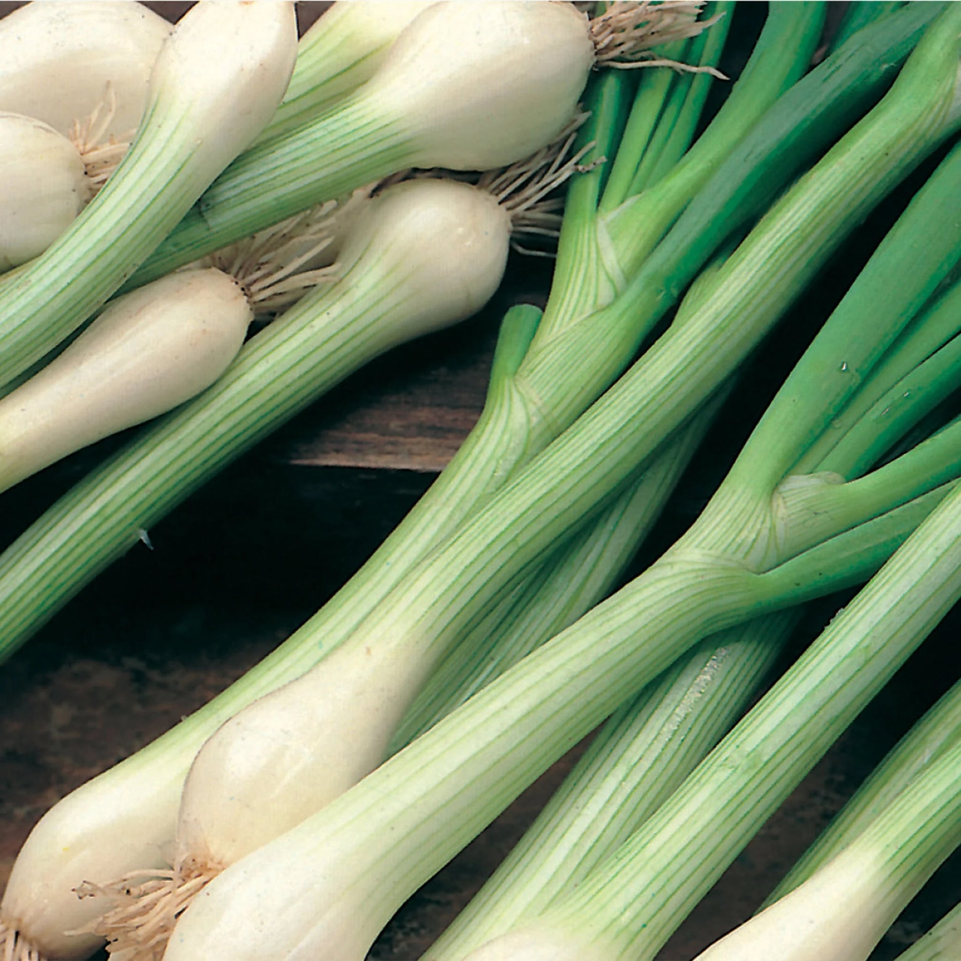 Onion (Spring) White Lisbon