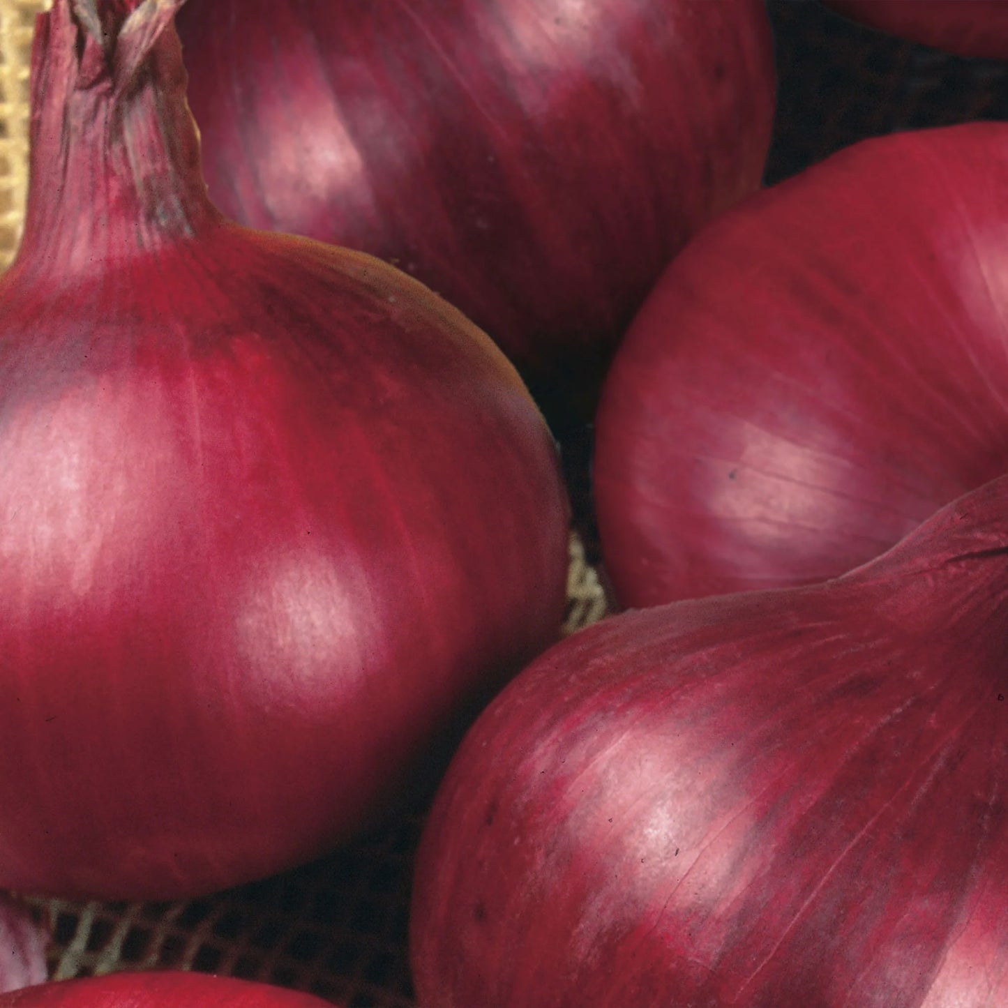 Onion (Globe) Red Baron
