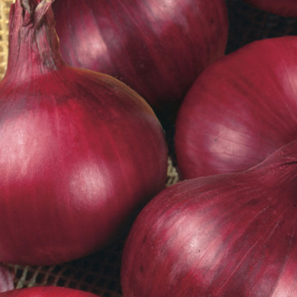 Onion (Globe) Red Baron