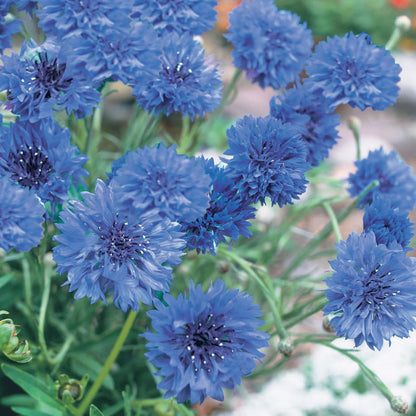 Cornflower Blue Diadem