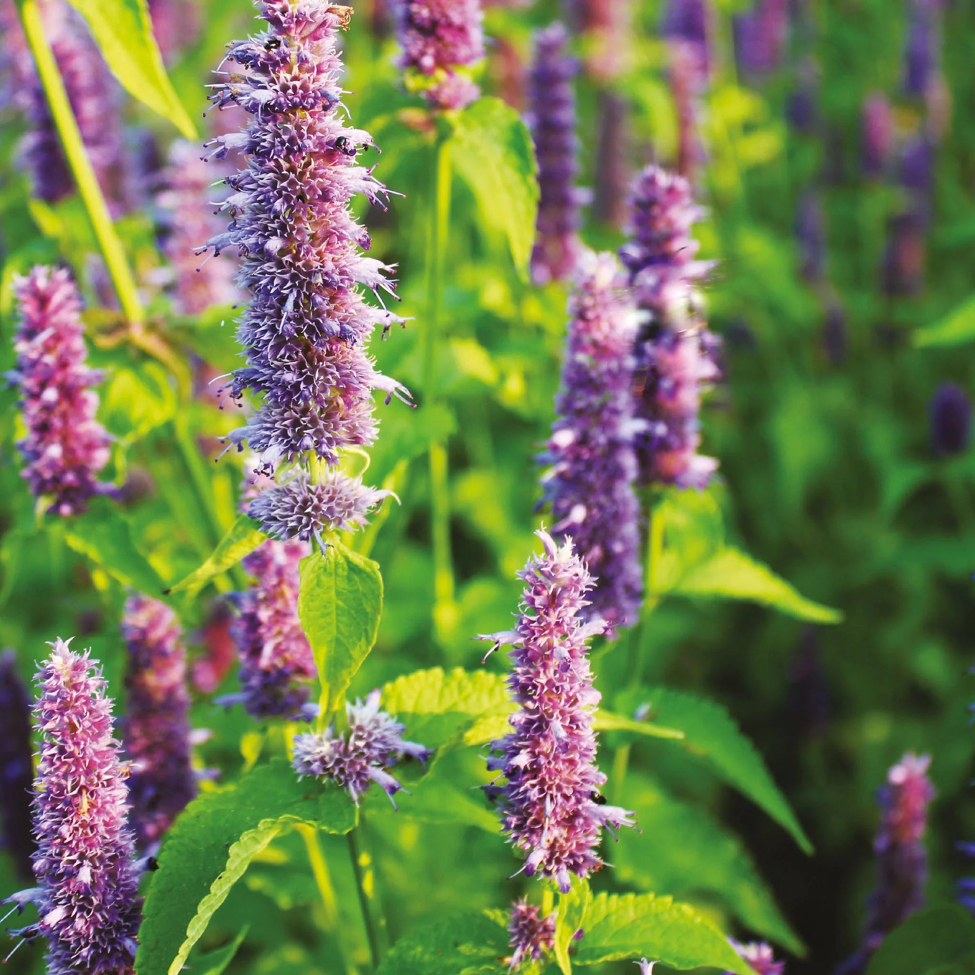 Agastache Lavender Blue