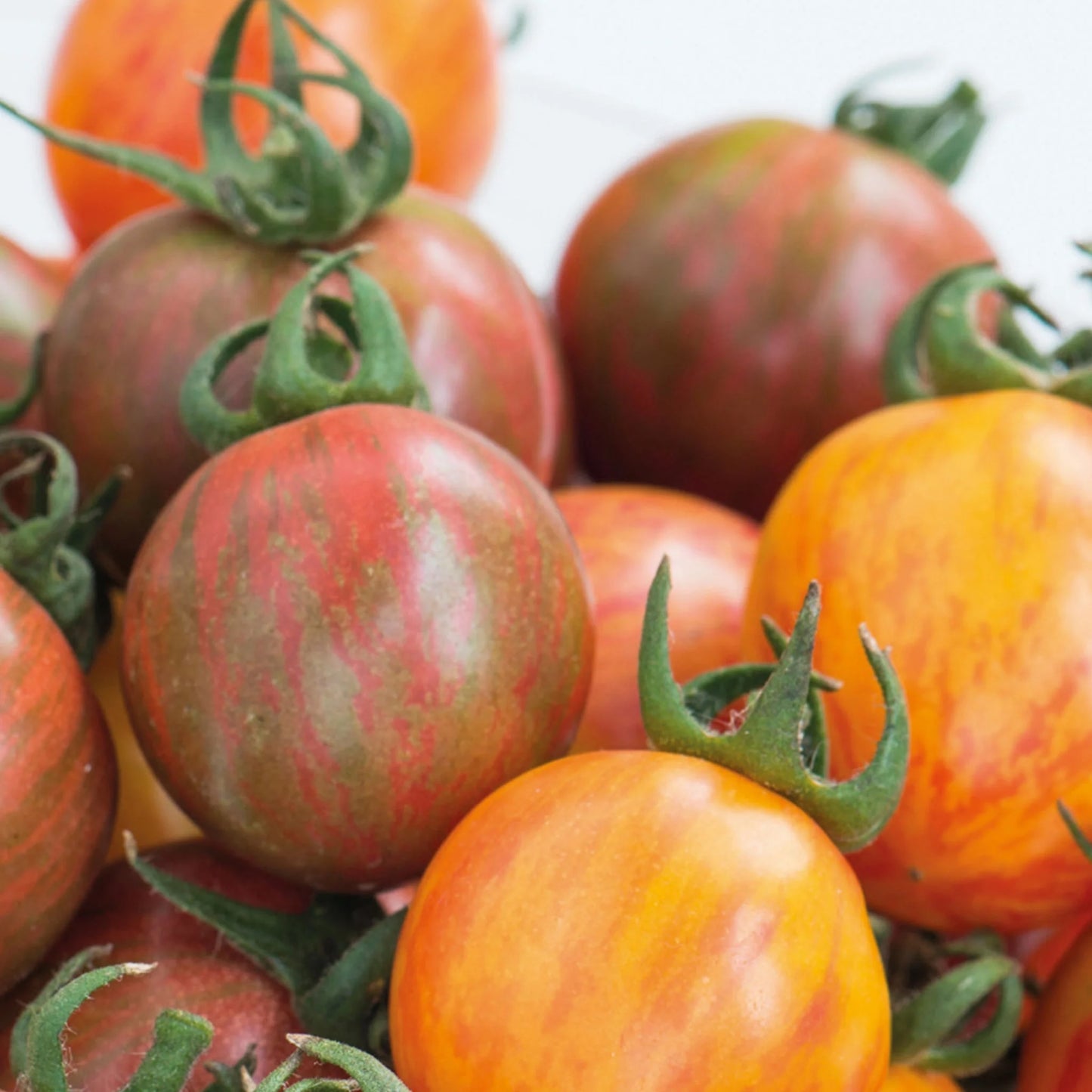 Tomato (Cherry) Bumblebee Mix