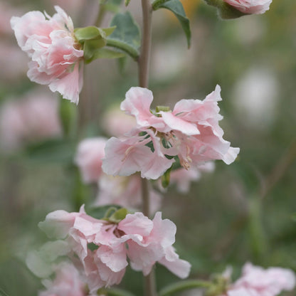 Clarkia Appleblossom