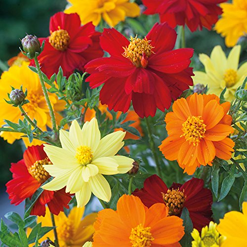 Unwins Cosmos Sunset Seed Bundle