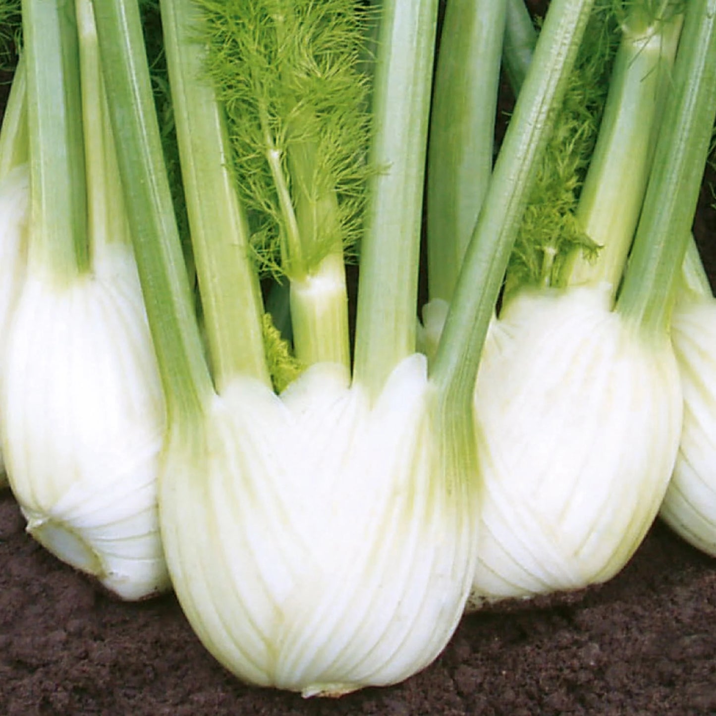Fennel Solaris F1