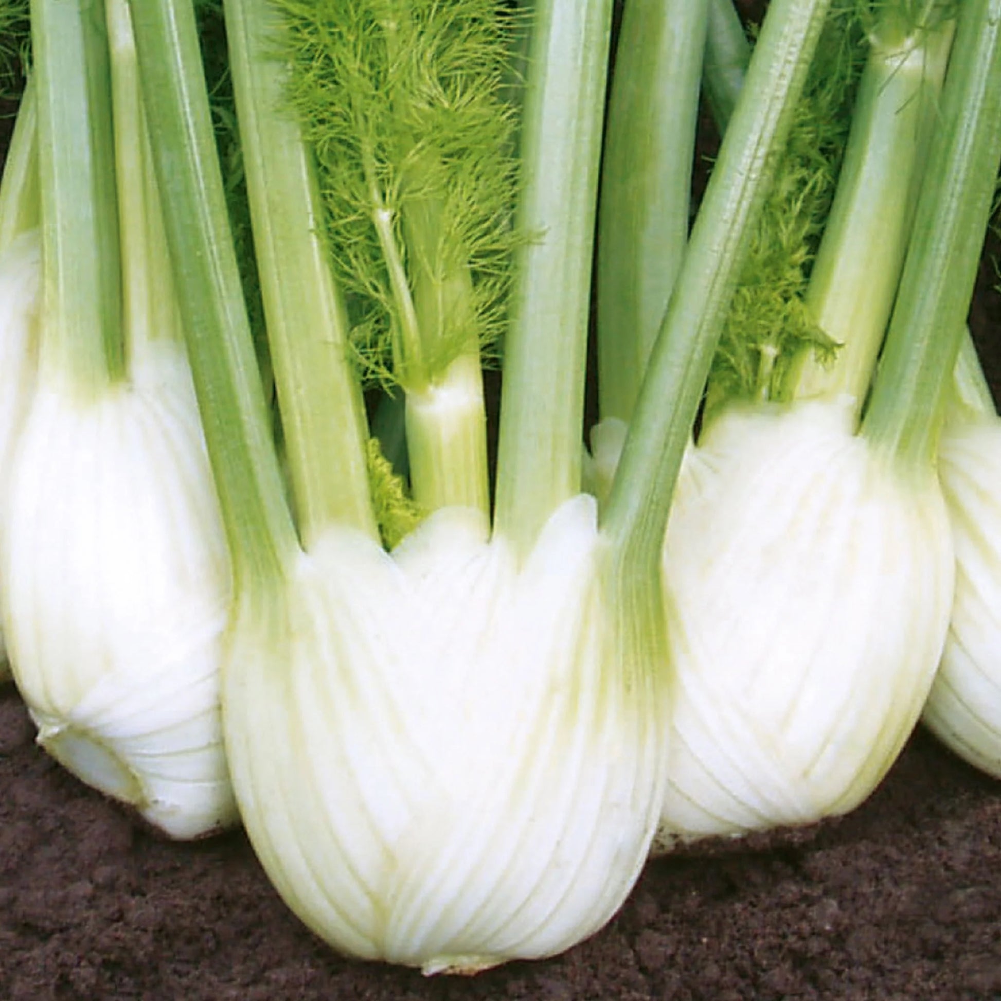 Fennel Solaris F1