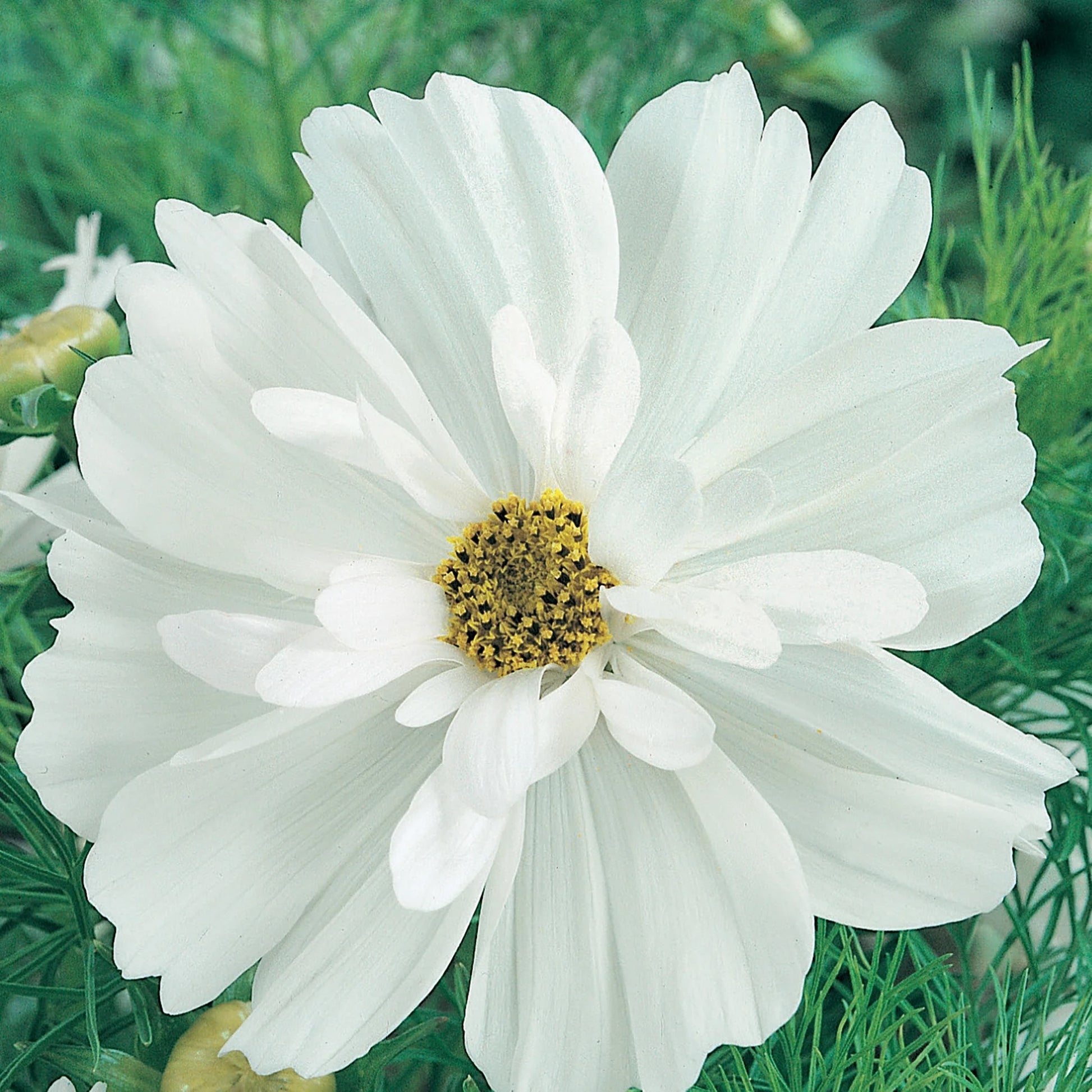 Unwins Autumn Flowering Seed Bundle