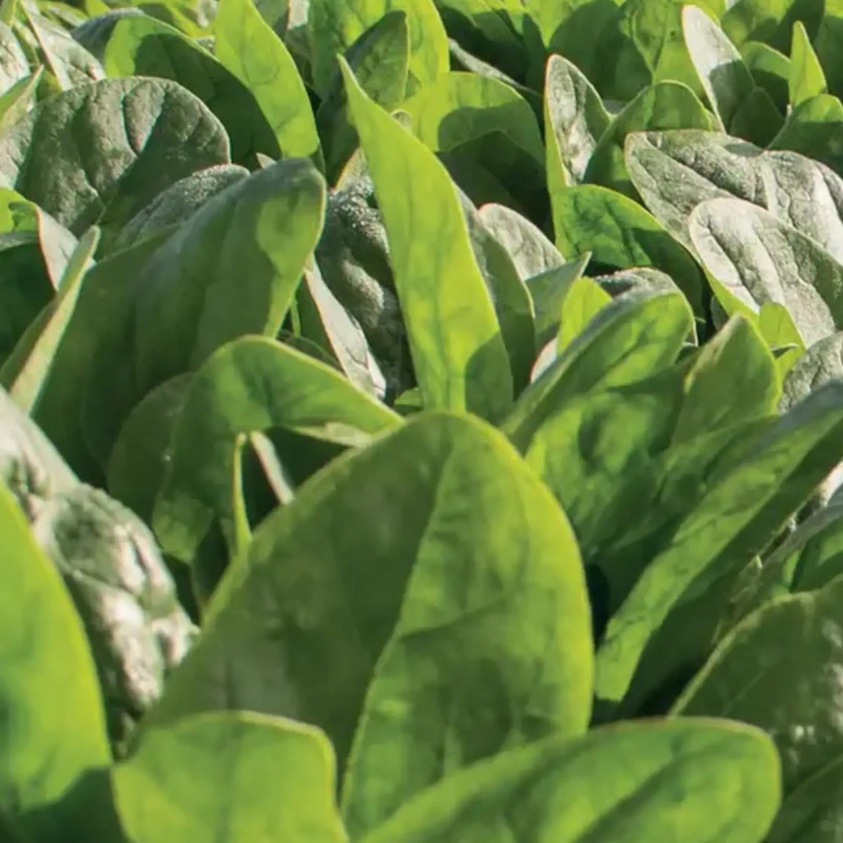 Unwins Cut-and-Come-Again Veg Seed Bundle