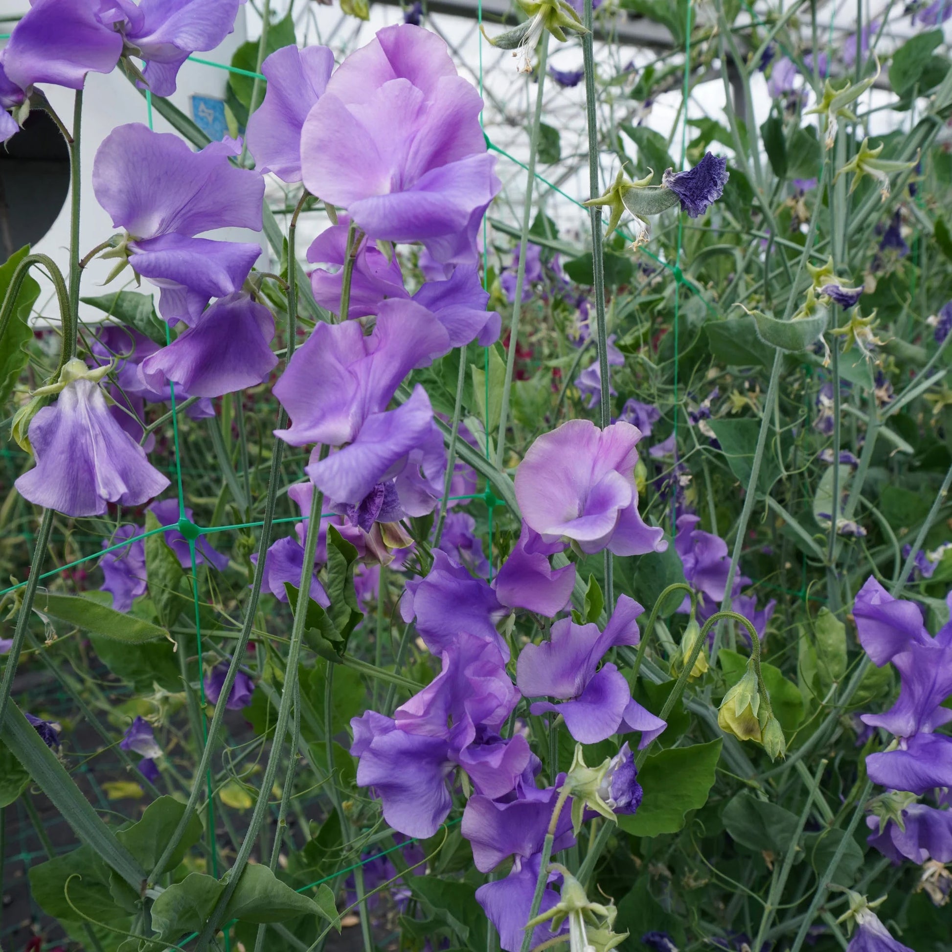 Sweet Pea Noel Sutton