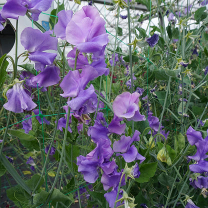 Sweet Pea Noel Sutton