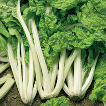 Swiss Chard Fordhook Giant