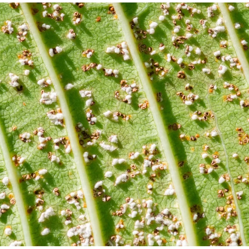 Doff 2 in 1 Rose Shield Bug & Fungus Control - 1 litre