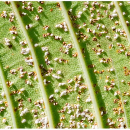 Doff 2 in 1 Rose Shield Bug & Fungus Control - 1 litre