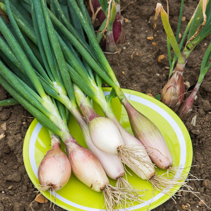 Onion (Shallot) Zebrune