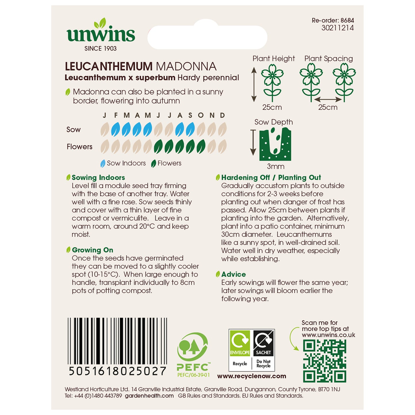 Leucanthemum Madonna