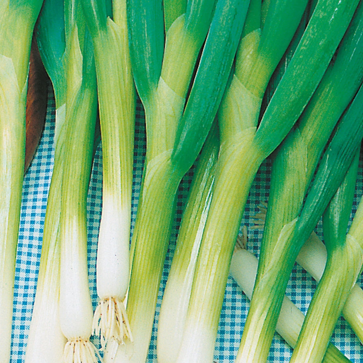 Onion (Spring) Bunching Ishikura