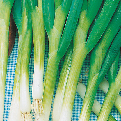Onion (Spring) Bunching Ishikura