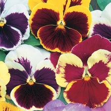 Pansy Swiss Giant Mix