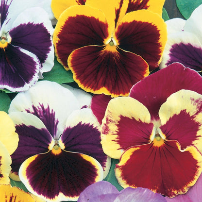 Pansy Swiss Giant Mix