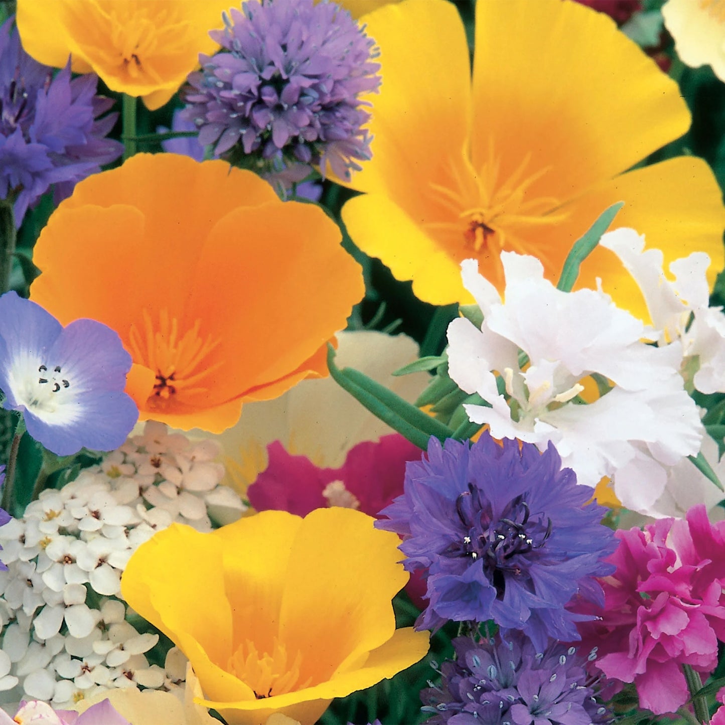 Unwins Easy Annuals Seed Bundle for Beginners