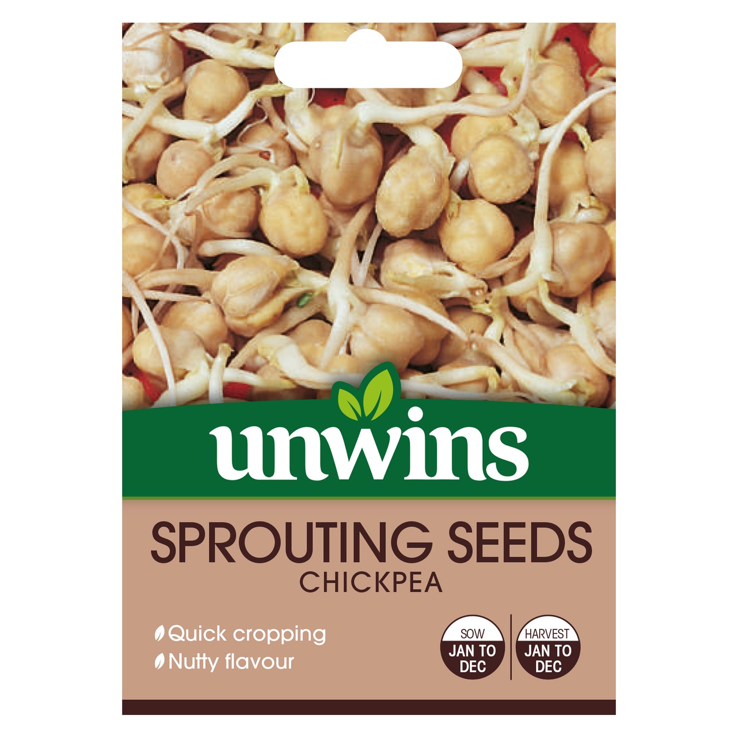 Sprouting Seeds Chickpea