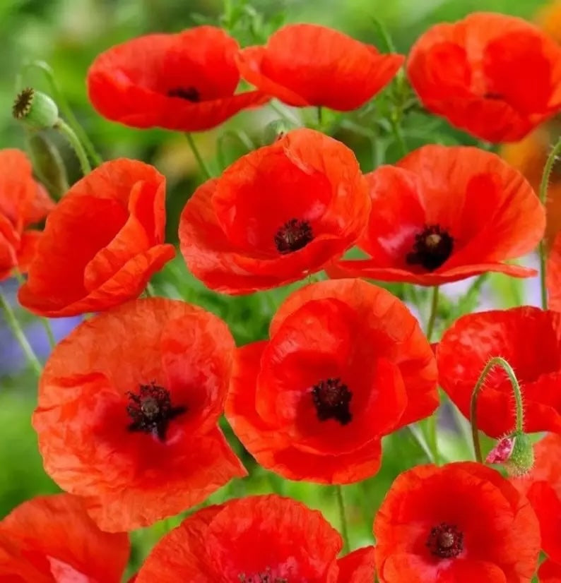 Little Growers Wildflower Corn Poppy