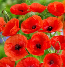 Little Growers Wildflower Corn Poppy