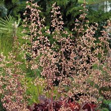 Heuchera Melting Fire