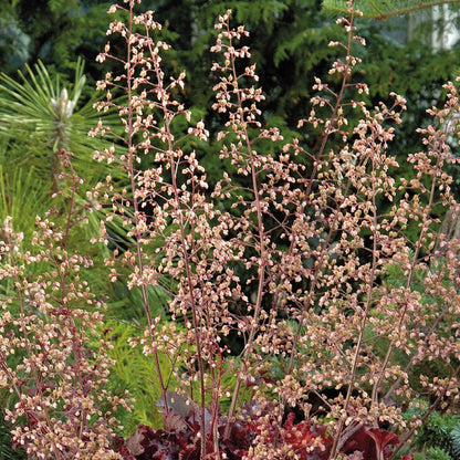 Heuchera Melting Fire